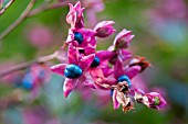 CLERODENDRON FARGESII