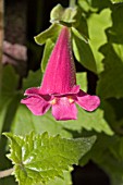 LOPHOSPERMUM ERUBESCENS,  CREEPING GLOXINIA