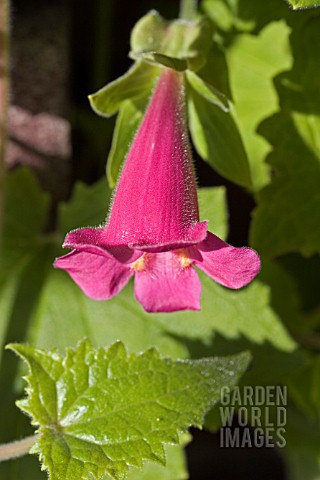 LOPHOSPERMUM_ERUBESCENS__CREEPING_GLOXINIA