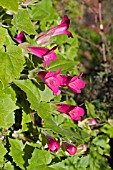 LOPHOSPERMUM ERUBESCENS,  CREEPING GLOXINIA