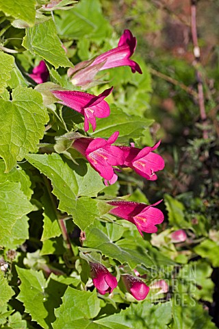 LOPHOSPERMUM_ERUBESCENS__CREEPING_GLOXINIA