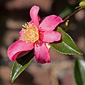 CAMELLIA SASANQUA