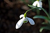 GALANTHUS,  SNOWDROP