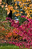 EUONYMUS ALATUS,  OCTOBER