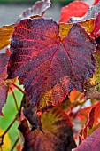 VITIS COIGNETIAE,  JAPANESE VINE