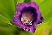 COBAEA SCANDENS,  CUP AND SAUCER VINE