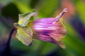 COBAEA SCANDENS,  CUP AND SAUCER VINE