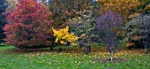 AUTUMN COLOUR AT HERGEST CROFT