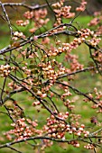 SORBUS CREME LACE