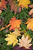 FALLEN ACER CIRCINATUM LEAVES