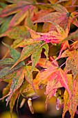 ACER PALMATUM,  JAPANESE MAPLE LEAVES