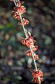 HAMAMELIS DIANE,  WITCH HAZEL