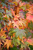 ACER JAPONICA VITIFOLIUM,  JAPANESE MAPLE