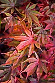 ACER PALMATUM VAR. MATSUMURAE