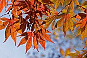 ACER PALMATUM VAR. MATSUMURAE