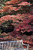 ACER PALMATUM VAR. MATSUMURAE AND BENCH