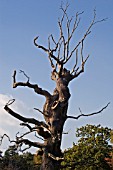 BLASTED TREE AT WESTONBIRT ARBORETUM