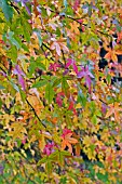 LIQUIDAMBAR STYRACIFLUA,  SWEET GUM