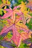 LIQUIDAMBAR STYRACIFLUA,  SWEET GUM