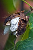 GOSSYPIUM HERBACEUM,  COTTON