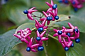 CLERODENDRON TRICHOTOMUM VAR. FARGESII