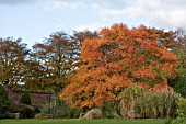 AUTUMN VIEW OF WINTERBOURNE BOTANIC GARDEN,  BIRMINGHAM UNIVERSITY,  WITH NISSA SYLVATICA TURNED ORANGE,  NOVEMBER