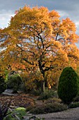 AUTUMN VIEW OF WINTERBOURNE BOTANIC GARDEN WITH NYSSA SYLVATICA TURNED ORANGE,  NOVEMBER