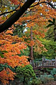 VIEW OF ACERS AND JAPANESE BRIDGE,  WINTERBOURNE BOTANICAL GARDEN,  BIRMINGHAM UNIVERSITY,  NOVEMBER