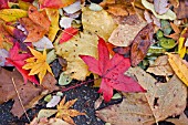 FALLEN LEAVES AFTER THE RAIN