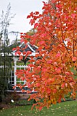 VIEW OF BANDSTAND AT BIRMINGHAM BOTANICAL GARDENS,  WITH ACER RUBRUM OCTOBER GLORY