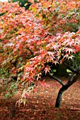 ACER PALMATUM AT WESTONBIRT ARBORETUM