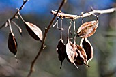 HALESIA CAROLINA