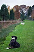 DOG WAITING TO POUNCE ON GOOSE AT BODENHAM ARBORETUM,  AUTUMN