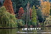 VIEW OF GEESE ON LAKE AT BODENHAM ARBORETUM,  NOVEMBER