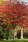 SORBUS SARGENTIANA