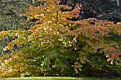 PARROTIA PERSICA,  NOVEMBER