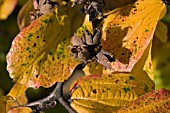 PARROTIA PERSICA,  NOVEMBER