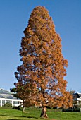 METASEQUOIA GLYPTOSTROBOIDES DAWN REDWOOD