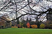 VIEW THROUGH THE BRANCHES OF THE AUTUMN COLOUR AT BIRMINGHAM BOTANICAL GARDENS,  NOVEMBER