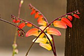 IPOMOEA LOBATA,  SPANISH FLAG