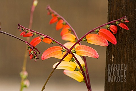 IPOMOEA_LOBATA__SPANISH_FLAG