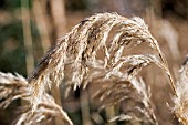 CALAMAGROSTIS EMODENSIS