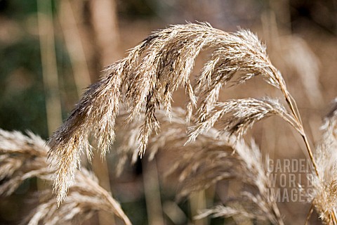 CALAMAGROSTIS_EMODENSIS