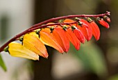 IPOMOEA LOBATA,  SPANISH FLAG