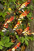 IPOMOEA LOBATA,  SPANISH FLAG