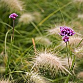 VERBENA BONARIENSIS IN ASSOCIATION WITH PENNISETUM VILLOSUM