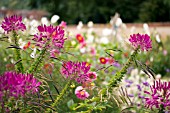 CLEOME,  SPIDER FLOWER