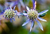 ERYNGIUM TRIPARTITUM. SEPTEMBER