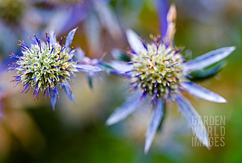 ERYNGIUM_TRIPARTITUM_SEPTEMBER