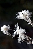 ANEMONE JAPONICA SEEDS